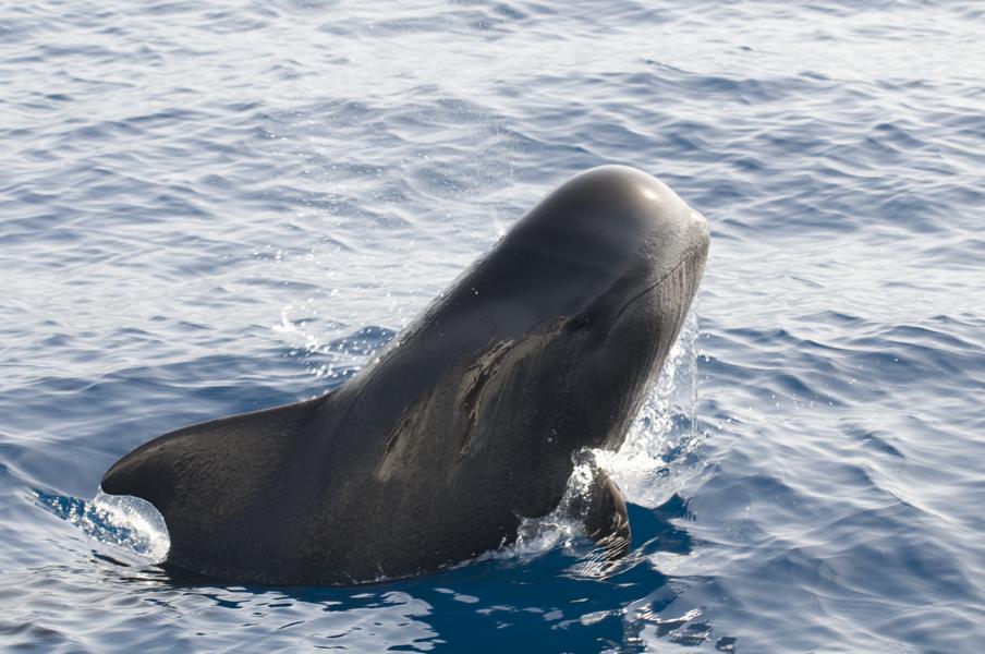 (c) hellocanaryislands - Wal-und Delfinbeobachtung auf den Kanaren