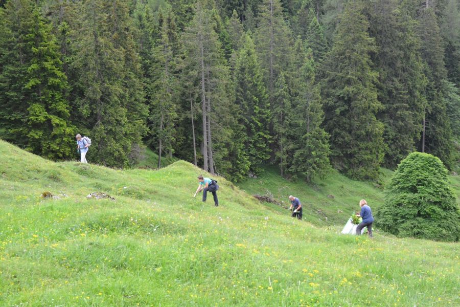 (c)Biosphärenregion Berchtesgadener Land - Almschwenden