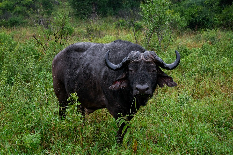 (c)be-outdoor.de - Tessa - Sechs Monate durch Südafrika - Hilltop Camp - Hluhluwe-iMfolozi National Park - Büffel