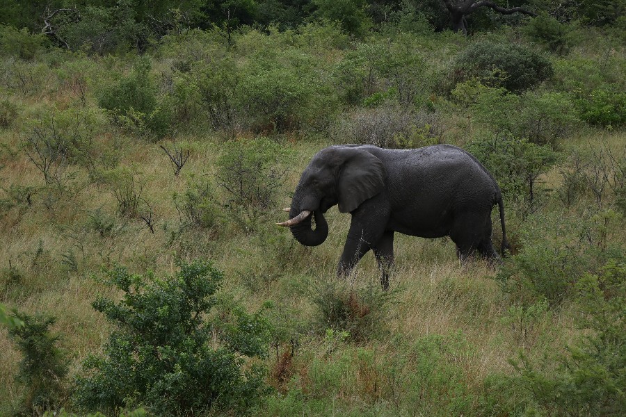 (c)be-outdoor.de - Tessa - Sechs Monate durch Südafrika - Hilltop Camp - Hluhluwe-iMfolozi National Park - Elefant