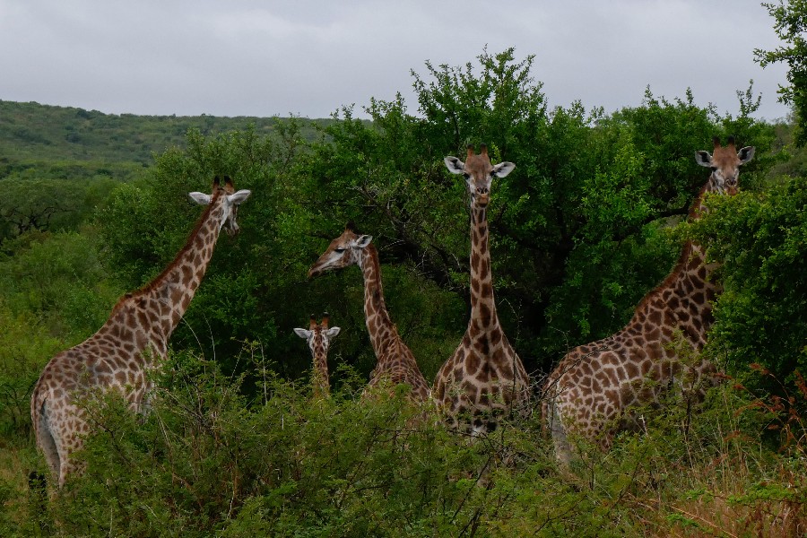 (c)be-outdoor.de - Tessa - Sechs Monate durch Südafrika - Hilltop Camp - Hluhluwe-iMfolozi National Park - Giraffen
