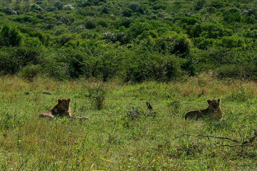 (c)be-outdoor.de - Tessa - Sechs Monate durch Südafrika - Hilltop Camp - Hluhluwe-iMfolozi National Park - Löwen