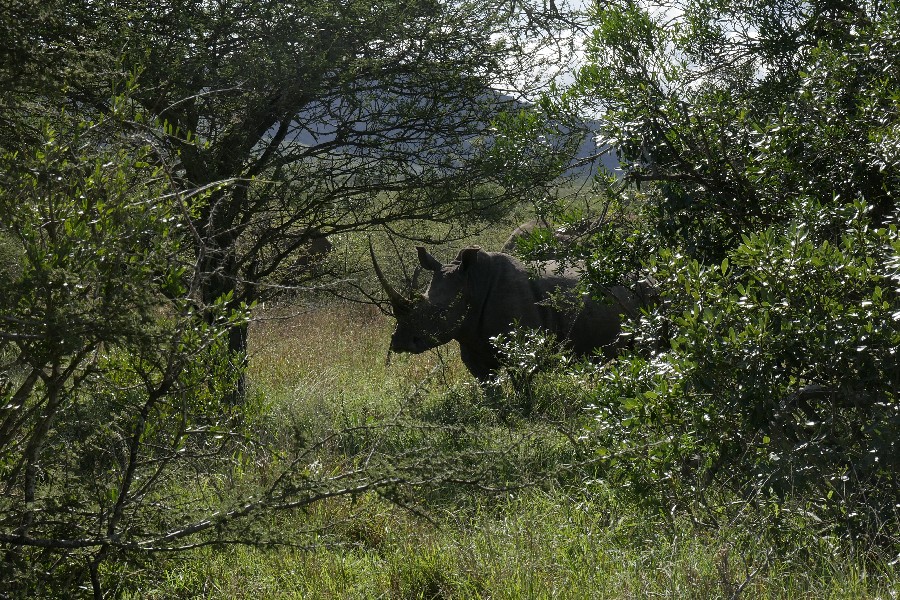 (c)be-outdoor.de - Tessa - Sechs Monate durch Südafrika - Hilltop Camp - Hluhluwe-iMfolozi National Park - Rhino