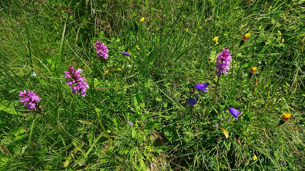 (c)Chiemsee Alpenland Tourismus - Orchideen Wanderung