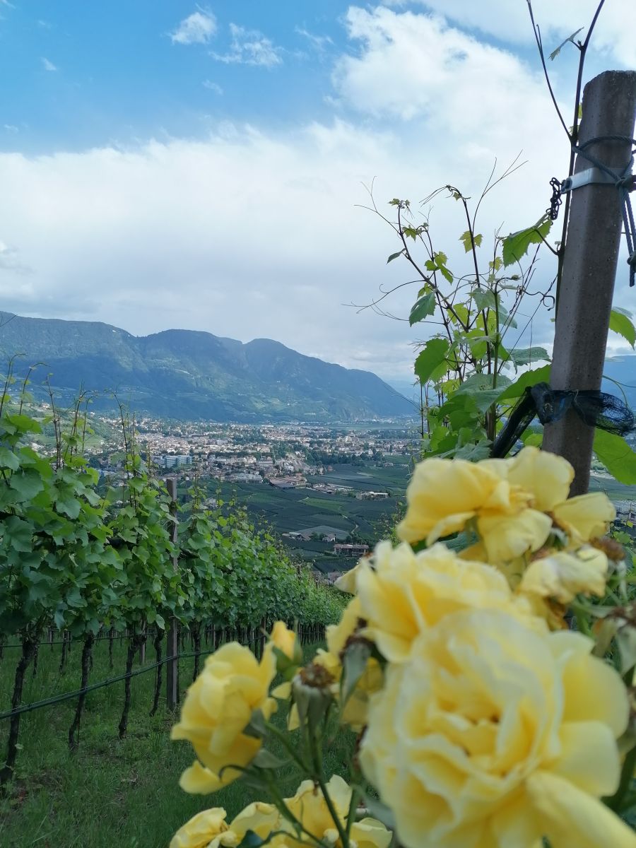 be-outdoor Alpenjuwelen Rose