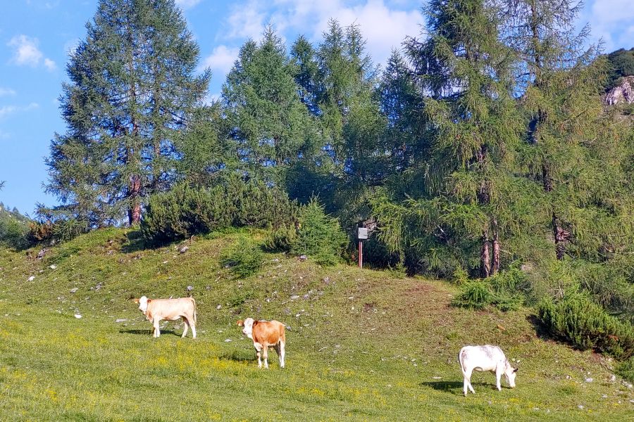 (c)be-outdoor.de - Zauchensee Gamskogel Wandern