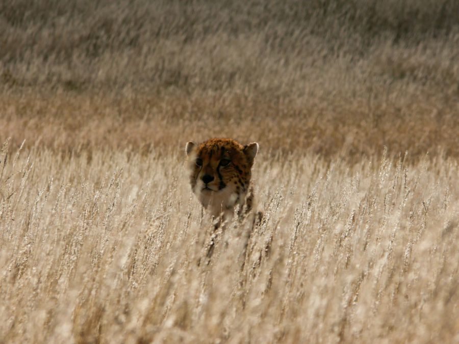 (c) beoutdoor.de -Gepard Kgalagadi Transfrontier Nationalpark Südafrika - Tessa
