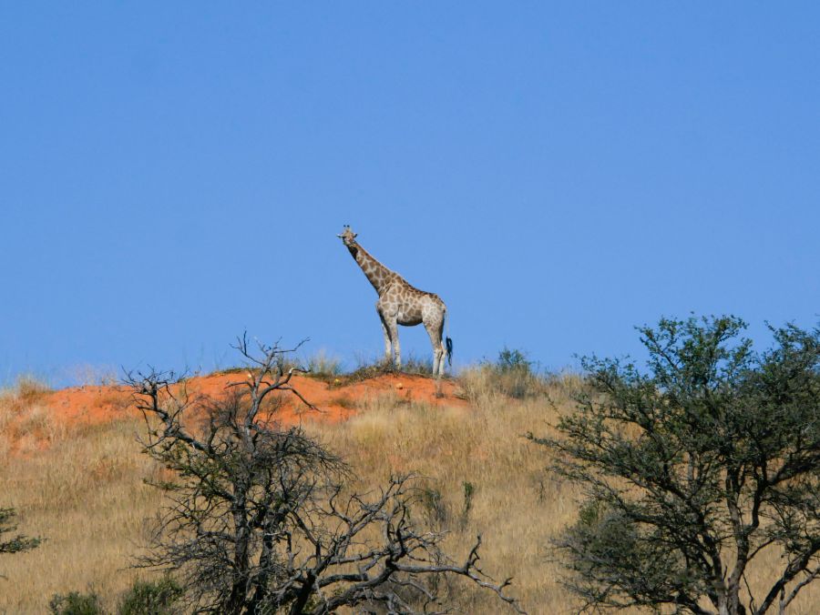 (c) beoutdoor.de -Giraffe Kgalagadi Transfrontier Nationalpark Südafrika - Tessa