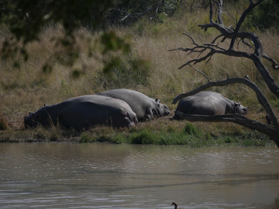 (c) beoutdoor.de - Hippos Pilanesberg Nationalpark Südafrika - Tessa