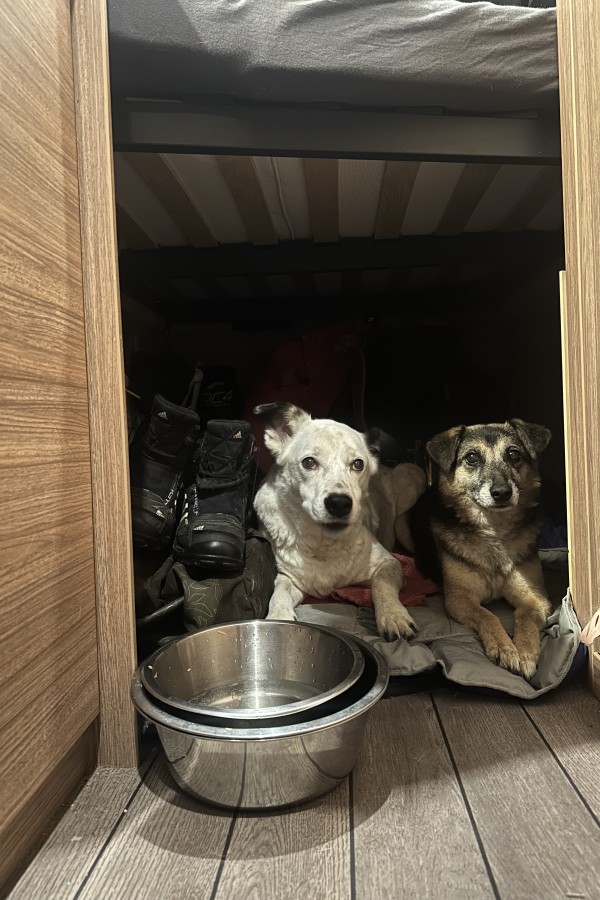 (c)be-outdoor.de - #beoutdoorvanlife - Vantopia Traveler (Camping mit Hunden)