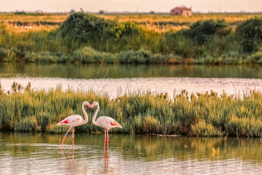 Flamingos_im_Po_Delta_©_Francesco_Cavallari__APT_Emilia-Romagna