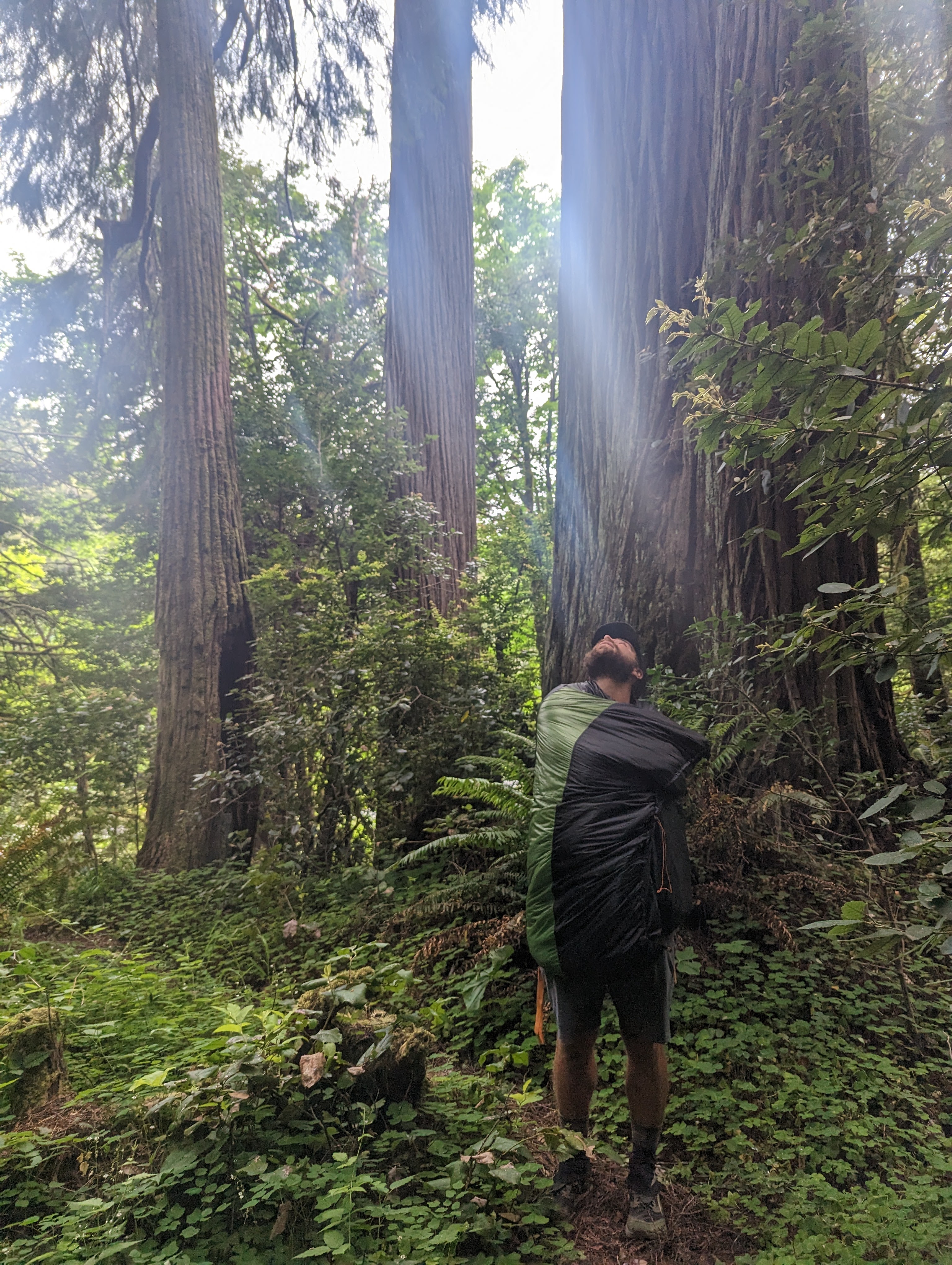 C.A.Q.-Topquilt-von-Khibu-im-Redwood-Nationalpark