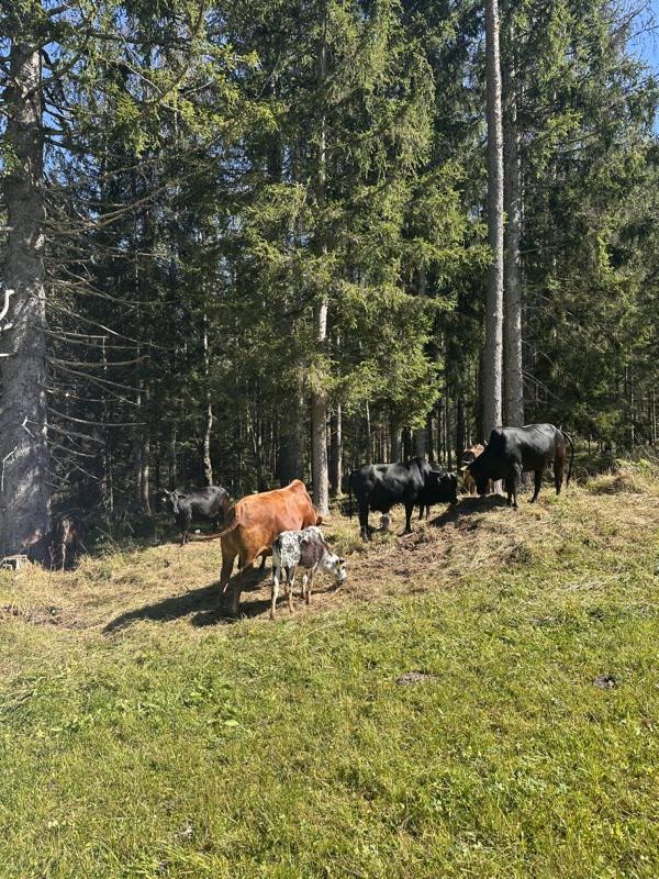 (c)be-outdoor.de_Petra_Sobinger_ Kwellsaibling (2)