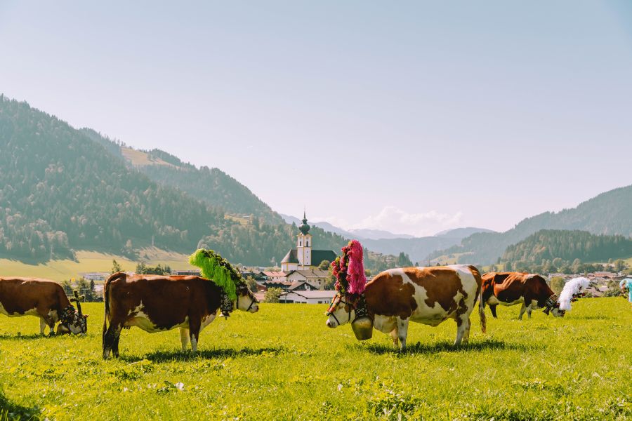 (c)Martin Knapp Wilder Kaiser - Almabtrieb 2024 Söll